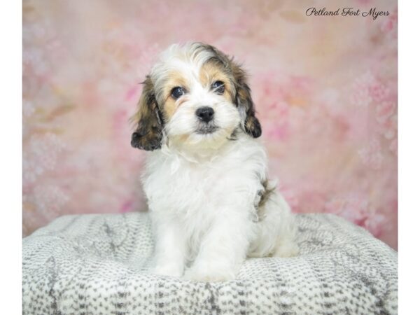 Shi-Poo-DOG-Female-Br & Wh-22912-Petland Fort Myers, Florida