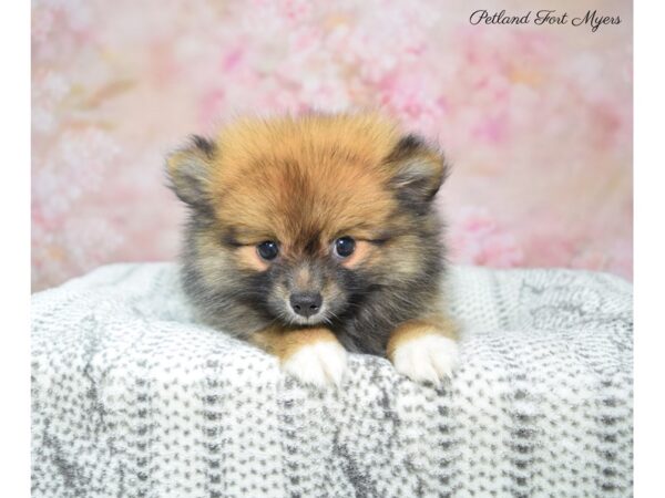 Pomeranian DOG Female sbl 22911 Petland Fort Myers, Florida