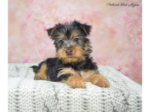 Silky Terrier DOG Male Blk & Tan 22910 Petland Fort Myers, Florida