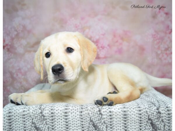 Labrador Retriever DOG Female ylw 22909 Petland Fort Myers, Florida