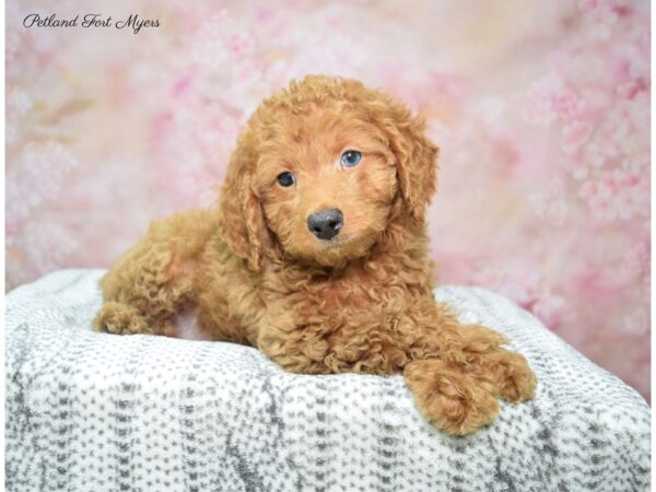 Miniature Goldendoodle DOG Male rd 22908 Petland Fort Myers, Florida