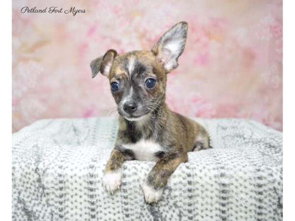 Chihuahua-DOG-Female-Brdl-22905-Petland Fort Myers, Florida