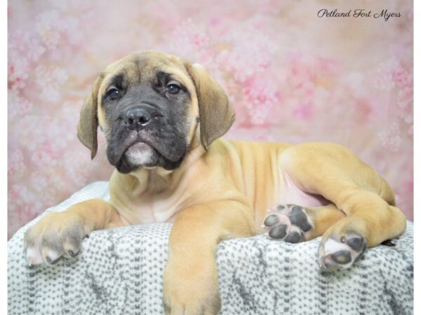 Mastiff-DOG-Male-Apct-22904-Petland Fort Myers, Florida