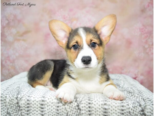 Pembroke Welsh Corgi DOG Male Tri 22903 Petland Fort Myers, Florida