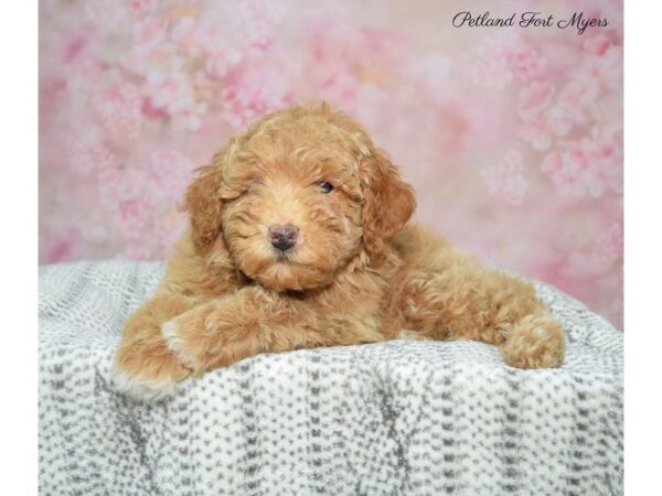 Miniature Poodle-DOG-Male-Apct-22902-Petland Fort Myers, Florida