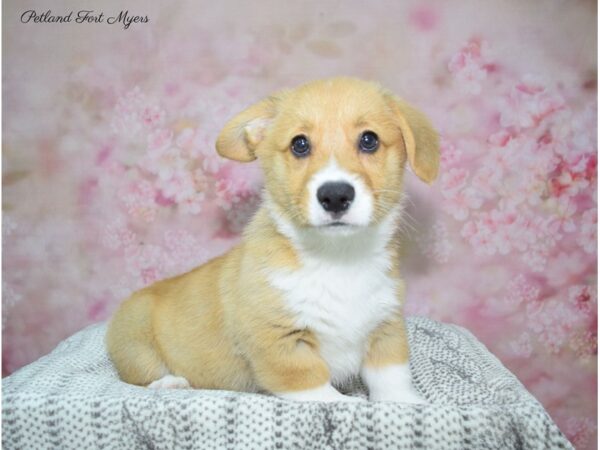 Pembroke Welsh Corgi DOG Male Sable / White 2 Petland Fort Myers, Florida