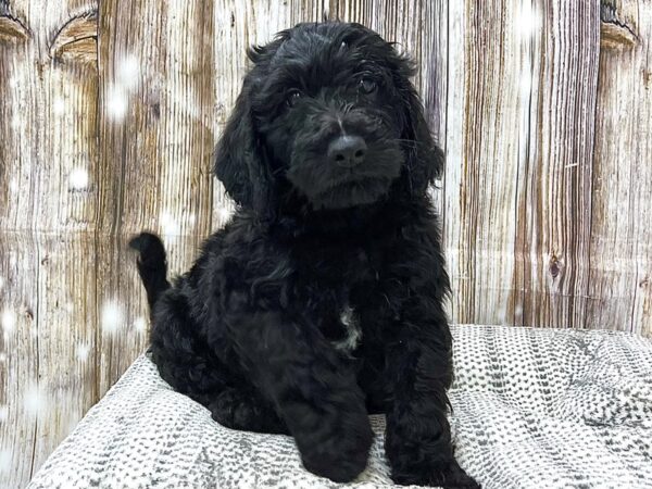 Golden Doodle-DOG-Male-Black-22915-Petland Fort Myers, Florida