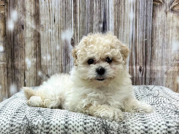 Bichapoo-DOG-Female-Cream-22929-Petland Fort Myers, Florida