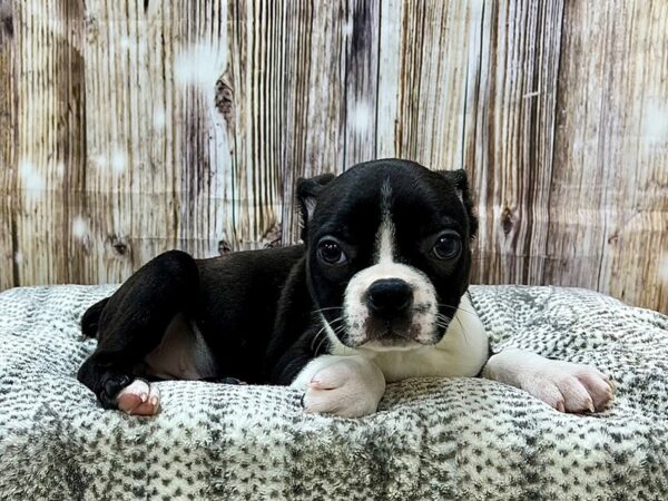 Boston Terrier DOG Female Black & White 22928 Petland Fort Myers, Florida