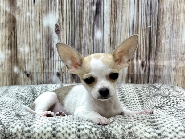 Chihuahua DOG Female Tan & White 22920 Petland Fort Myers, Florida