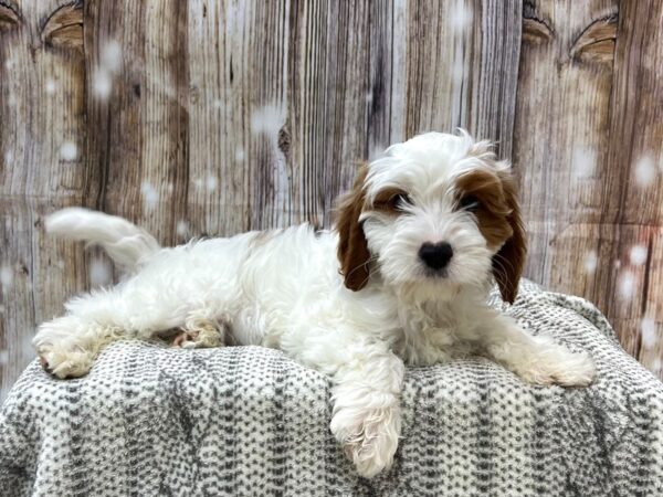 Cavapoo-DOG-Male-Apricot-22936-Petland Fort Myers, Florida