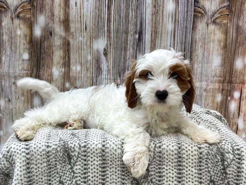Cavapoo Puppy Apricot ID:22936 Located at Petland Fort Myers, Florida