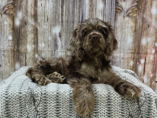 Cocker Spaniel DOG Female Chocolate Merle 22925 Petland Fort Myers, Florida