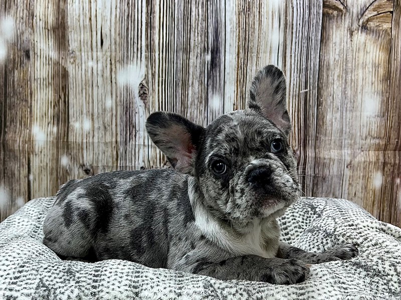 Merle Grey And White French Bulldog With Blue Eyes French Bulldog