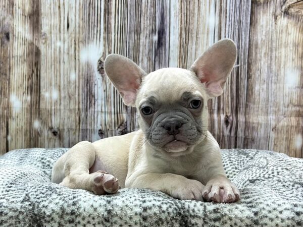 French Bulldog DOG Male Bl Fn 22927 Petland Fort Myers, Florida