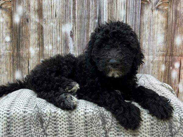 Golden Doodle-DOG-Female-Black-22918-Petland Fort Myers, Florida