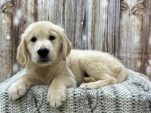 Golden Retriever DOG Male Golden 22917 Petland Fort Myers, Florida