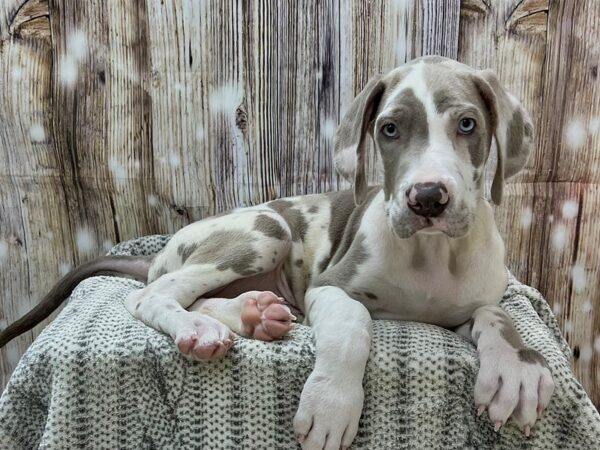 Great Dane DOG Male Lilc hlqn 22926 Petland Fort Myers, Florida