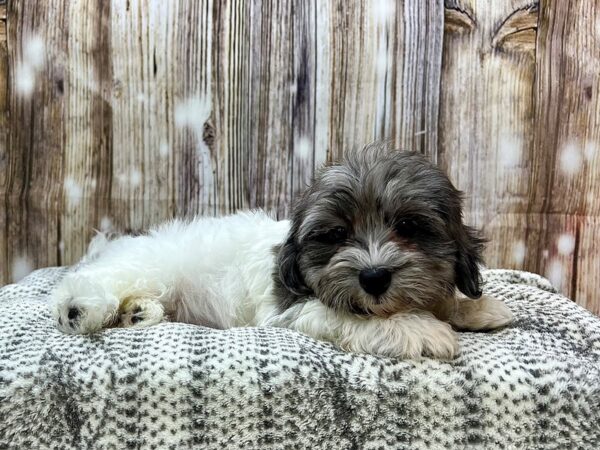 Havapoo-DOG-Male-Blue Merle-22934-Petland Fort Myers, Florida