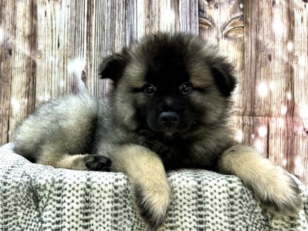 Keeshond DOG Male Black & Silver 22924 Petland Fort Myers, Florida