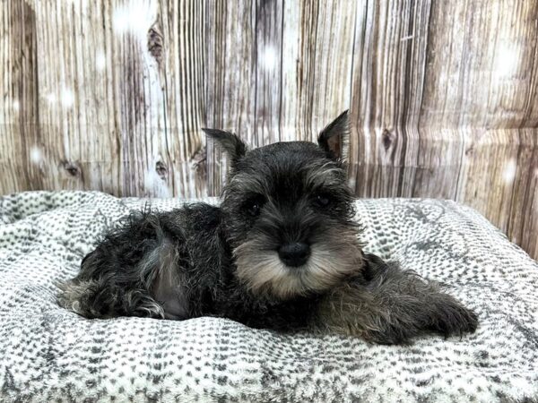 Miniature Schnauzer DOG Male Salt & Pepper 22935 Petland Fort Myers, Florida