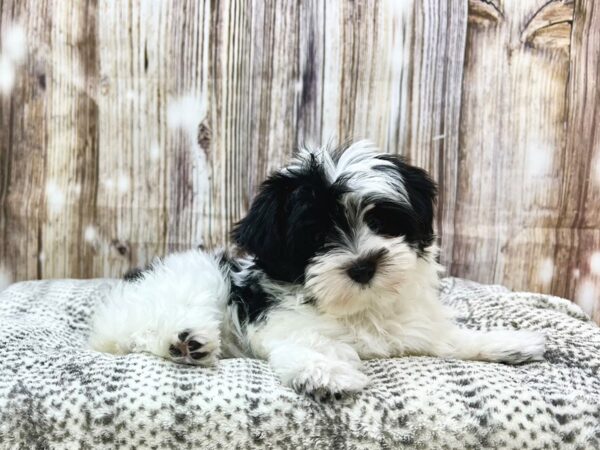 Morkie DOG Female Tri 22933 Petland Fort Myers, Florida