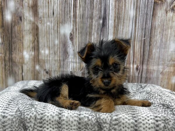 Silky Terrier-DOG-Male-Black & Tan-22937-Petland Fort Myers, Florida