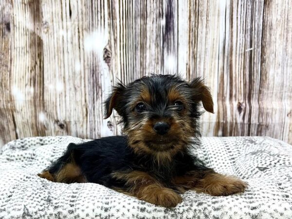 Silky Terrier DOG Male Black & Tan 22938 Petland Fort Myers, Florida