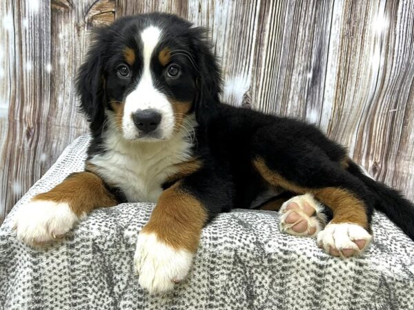 Bernese Mountain Dog DOG Female Black, White, & Tan 22950 Petland Fort Myers, Florida