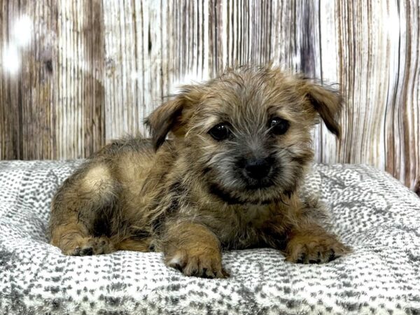 Cairn Terrier-DOG-Male-Wheaten-22946-Petland Fort Myers, Florida