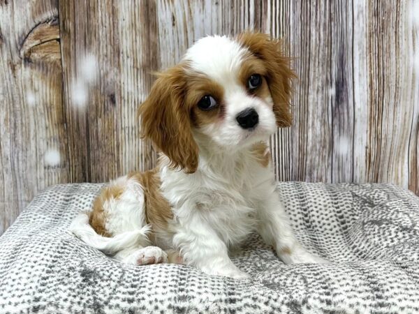 Cavalier King Charles Spaniel DOG Female Bheim 22944 Petland Fort Myers, Florida