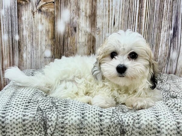 Coton De Tulear DOG Female Brown & White 22947 Petland Fort Myers, Florida