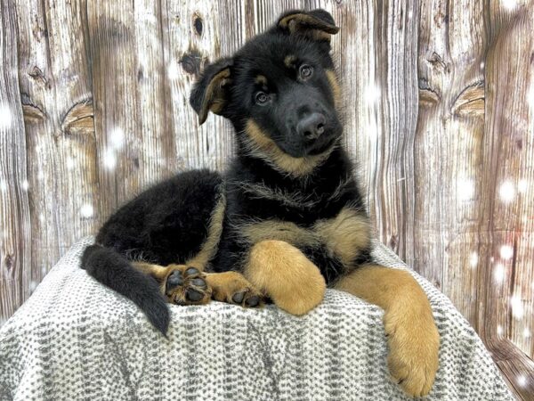 German Shepherd DOG Male Black & Tan 22948 Petland Fort Myers, Florida