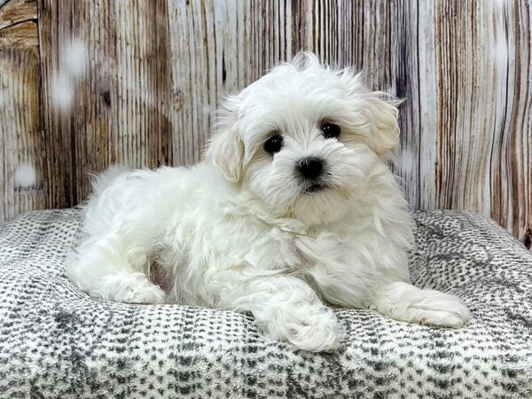 Maltese DOG Male White 22942 Petland Fort Myers, Florida