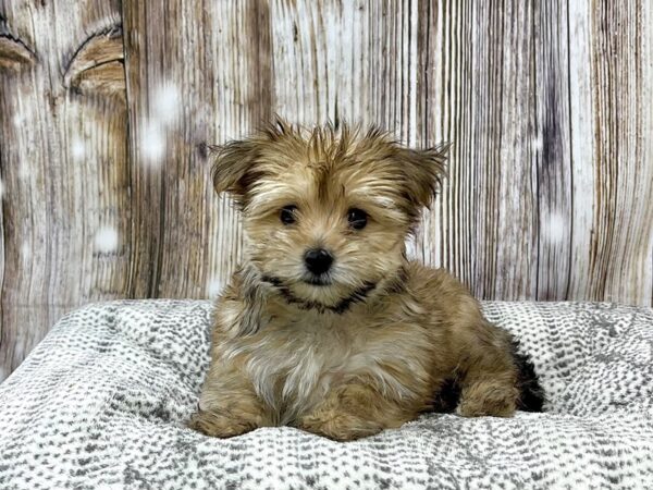 Morkie DOG Male Brown & Black 22951 Petland Fort Myers, Florida