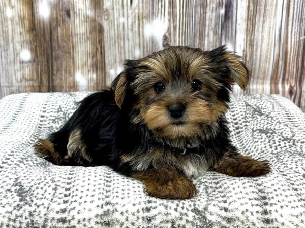 Yorkshire Terrier DOG Male Black & Tan 22943 Petland Fort Myers, Florida