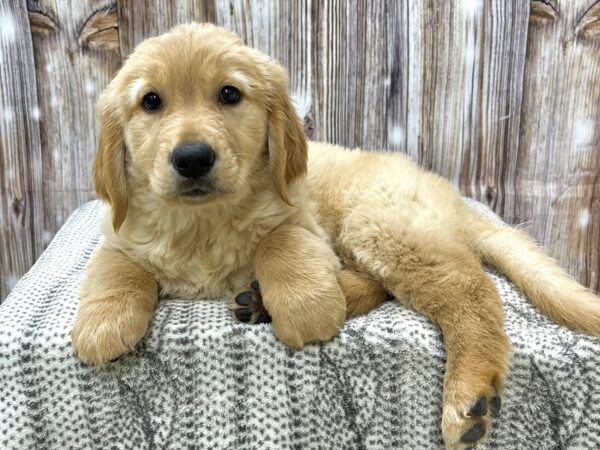 Golden Retriever DOG Male Golden 22940 Petland Fort Myers, Florida