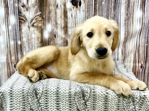 Golden Retriever DOG Male Golden 22941 Petland Fort Myers, Florida