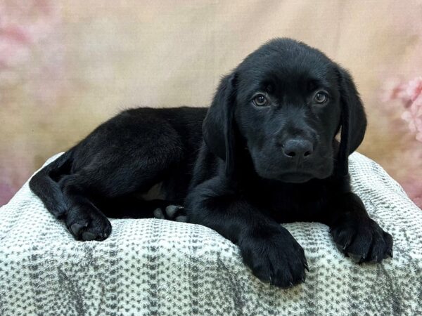 Labrador Retriever DOG Male Black 22956 Petland Fort Myers, Florida