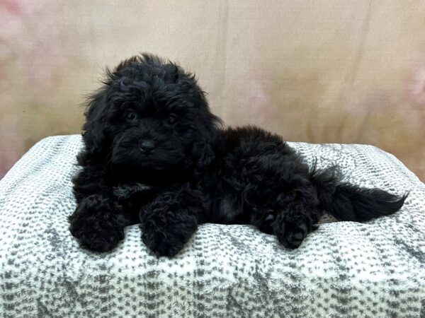 Lhasapoo-DOG-Male-Black-22954-Petland Fort Myers, Florida