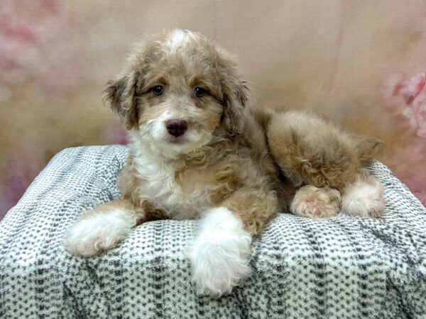 Miniature Aussie Poo-DOG-Female-Chocolate Merle-22959-Petland Fort Myers, Florida