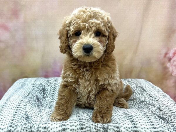 Poodle/Goldendoodle-DOG-Male-Red-22955-Petland Fort Myers, Florida