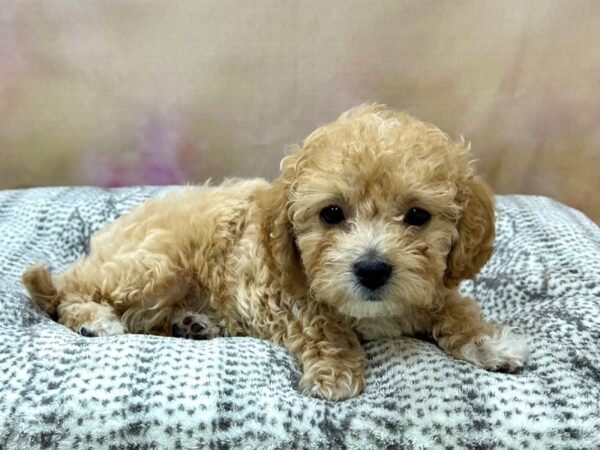 PoodleMaltipoo-DOG-Female-Tan-22957-Petland Fort Myers, Florida