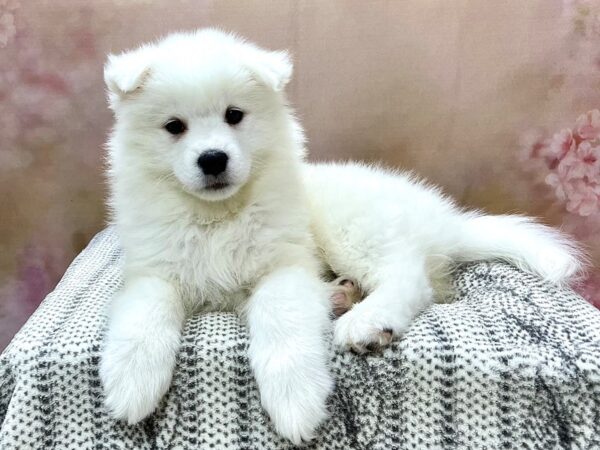 Samoyed DOG Female White 22953 Petland Fort Myers, Florida