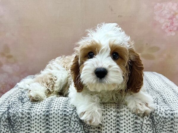 Cavapoo-DOG-Male-Apricot-22976-Petland Fort Myers, Florida