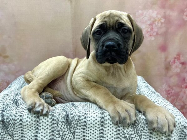 English Mastiff-DOG-Female-Fawn-22972-Petland Fort Myers, Florida