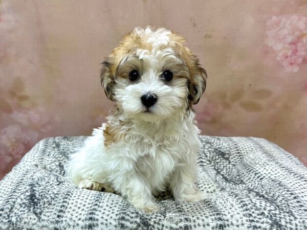 Havanese DOG Male Sable & White 22971 Petland Fort Myers, Florida