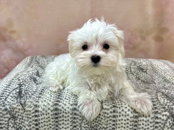 Maltese DOG Male White 22968 Petland Fort Myers, Florida