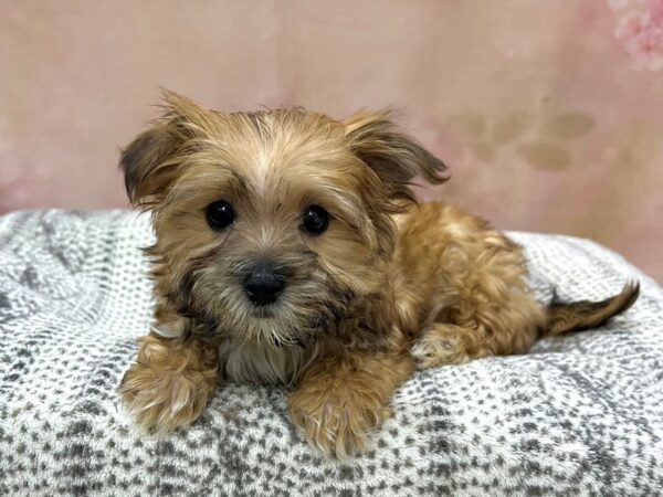 Morkie DOG Female Brown & Black 22975 Petland Fort Myers, Florida