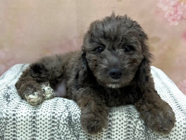 Poodle/Goldendoodle DOG Male Merle 22966 Petland Fort Myers, Florida